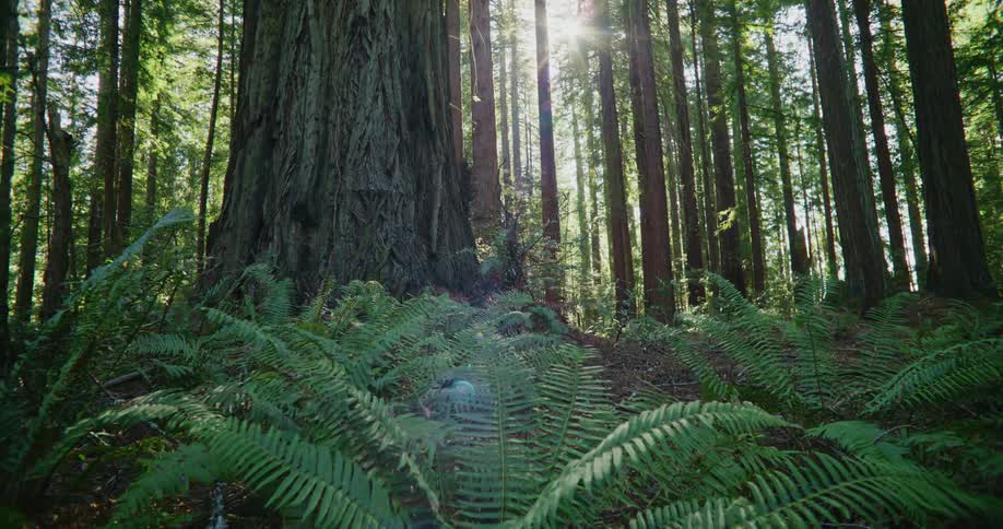 The sun shines through long trees in the woods