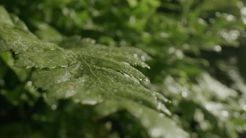 The sun shines on green leaves of a plant
