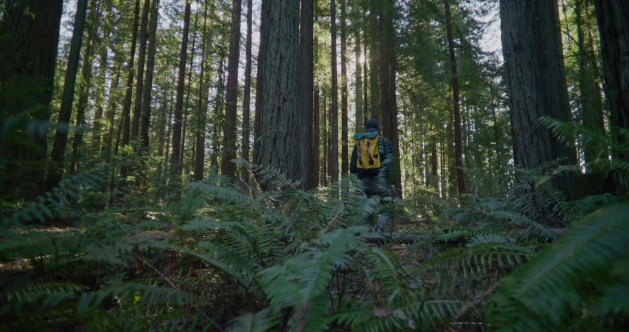 Man with cap jacket yellow backpack hikes in the woods with long trees