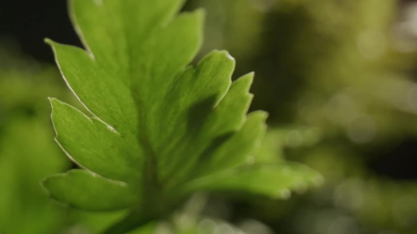 The sun shines on the green leaf of a plant as it moves in the breeze
