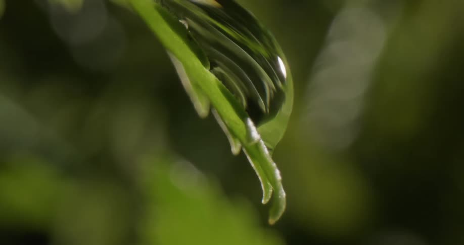 The sun shines on a plant as it moves in the breeze