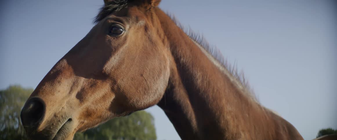 A large brown horse calmly stands outside and looks to its left