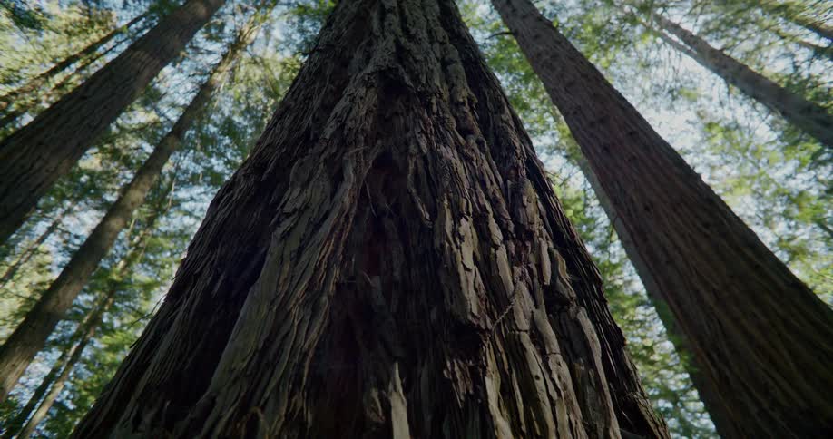 Long tree trunks in the forest