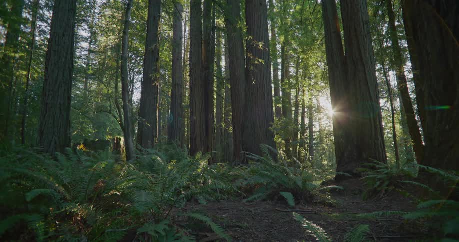 The sunshines through green trees in the woods