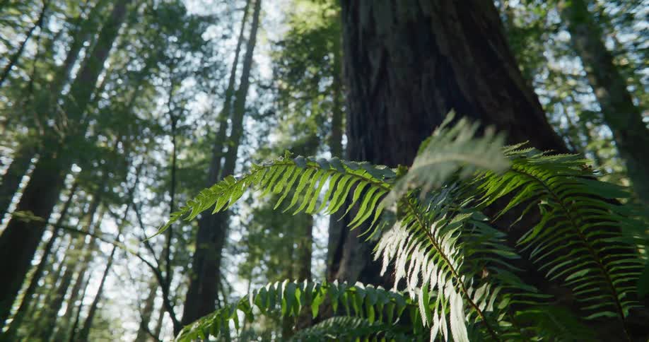 Fern growing at the base of the trees on a forest at morning
