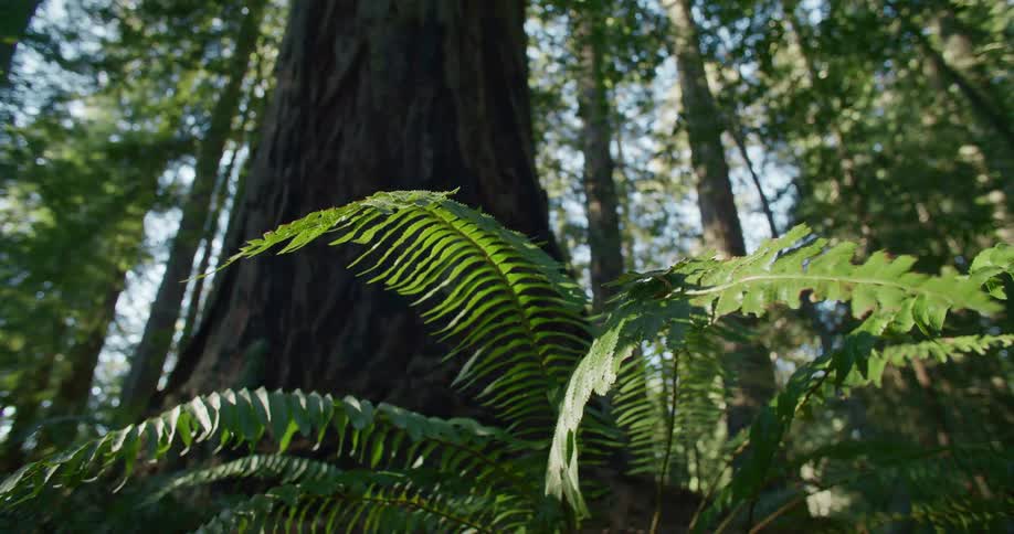 The forest is covered in sunlight