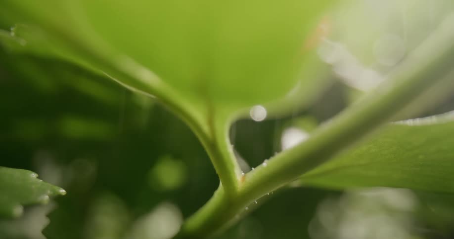 Rain falling on plant leaves