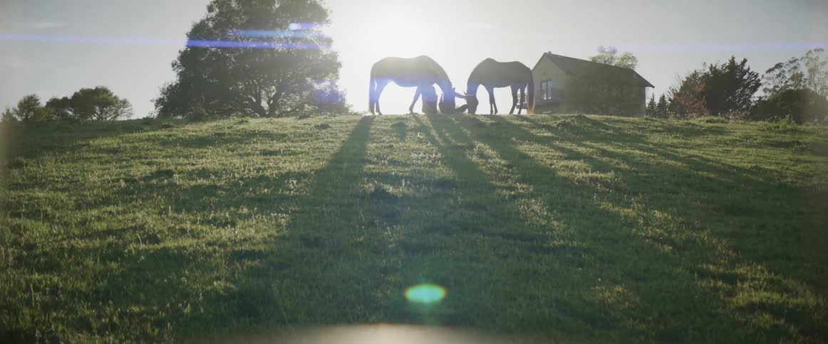 Two people sit on ground at top of hill near grazing horses on bright sunny day