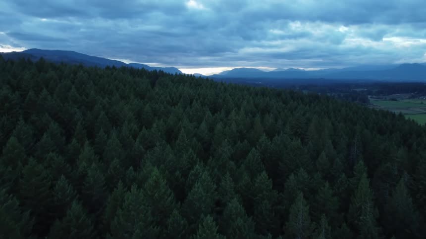 Aerial view of trees in a forest along a hillside and mountains in the distance under a cloudy sky