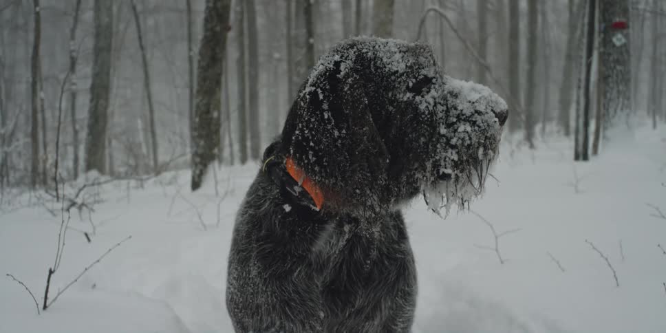A snow covered dog looks around at its surroundings as it stands in a snowy woodland on a winter day
