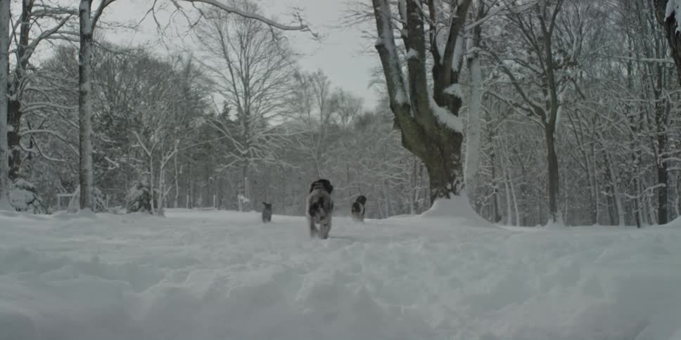 Two dogs are running around in the snow