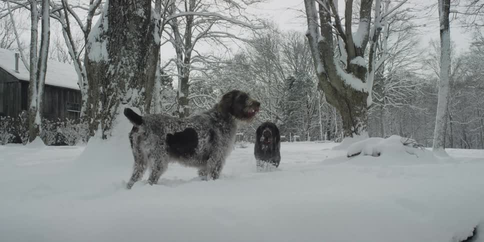 Dark gray and black dogs run through snow in the countyside
