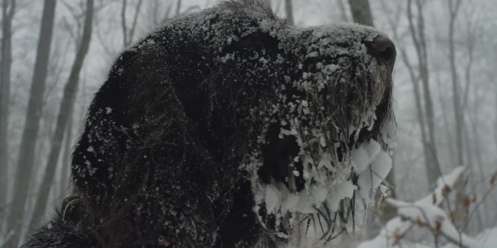 A dog is outdoors in a snow storm