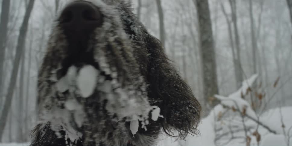 A dog covered in snow barks and looks around a snowy forest