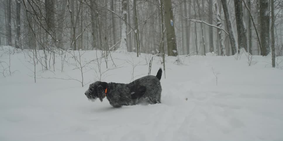 A dog walks through deep snow in a woodland during a snowstorm during the day