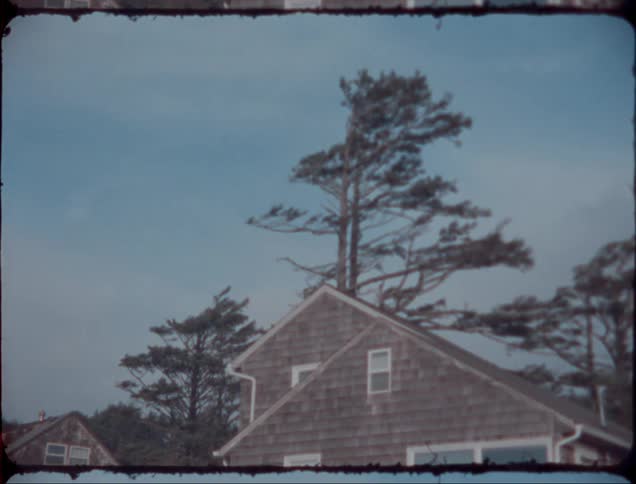 Tall trees loom over a pair of houses during the day