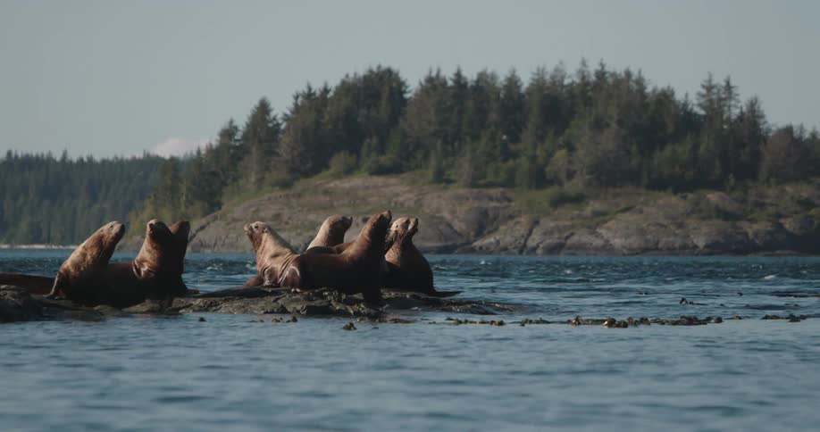 A group of sea lions are sitting on ocean rocks while barking
