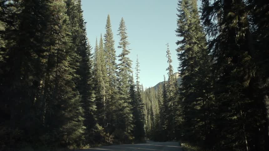 Moving past tall trees of a forest