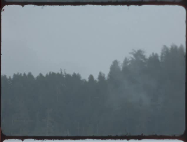 Film footage of a forest is displayed on camera