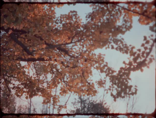 Wind blowing a tree with orange leaves