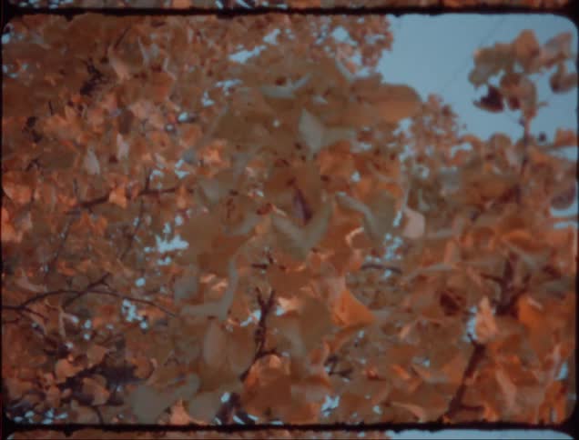A look at wind blowing leaves on a tree