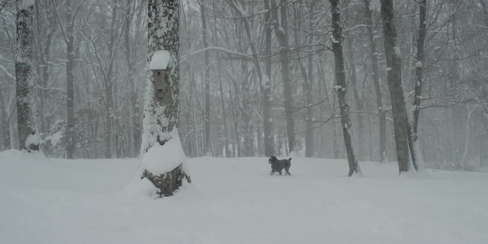Black dog walking under a snow storm in the forest at winter