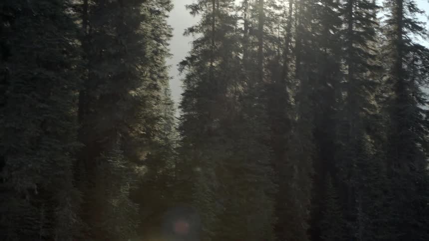 A snowy forest on a clear day