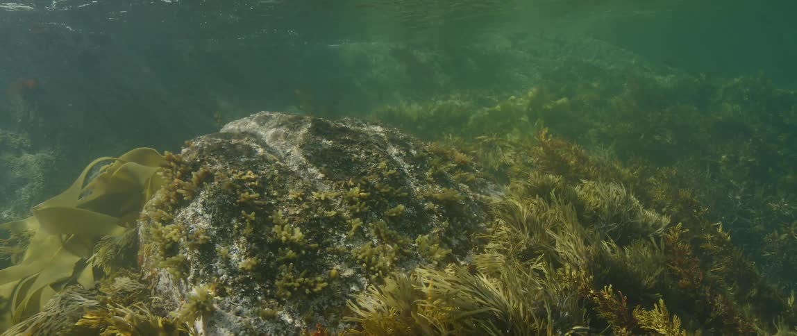Waves ripple through kelp underwater