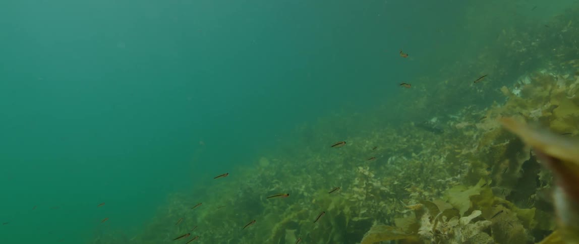 Fish swim near vegetation on the sea floor during the day
