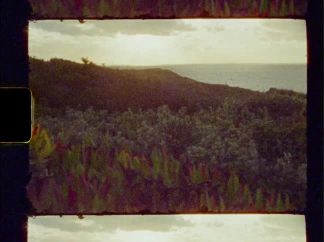 A view of plants outdoors