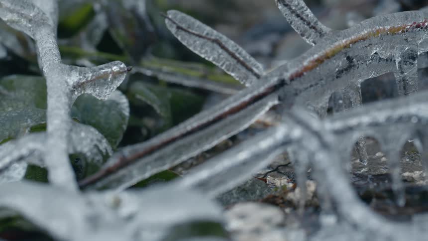 Plants are coated in ice that sparkles in the sunlight