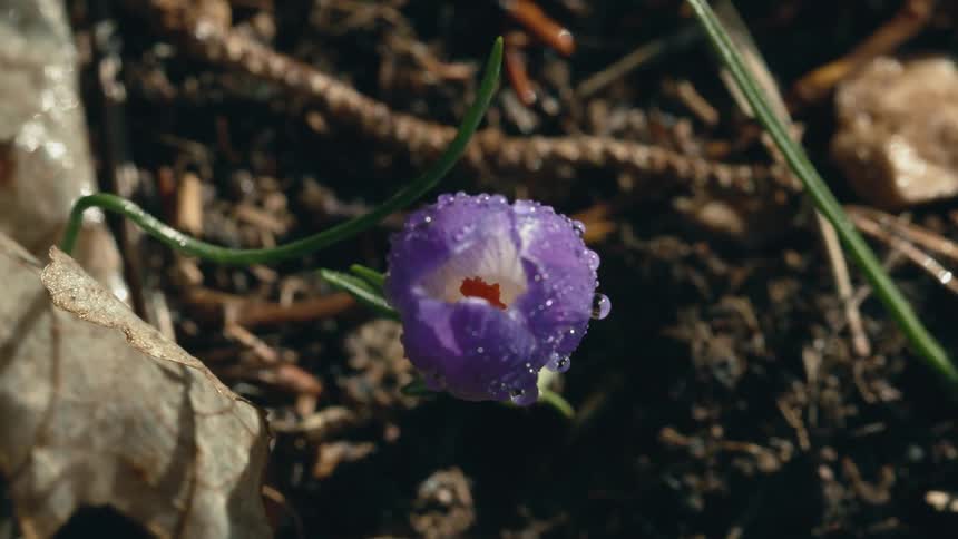 A purple flower is blossoming outdoors in spring