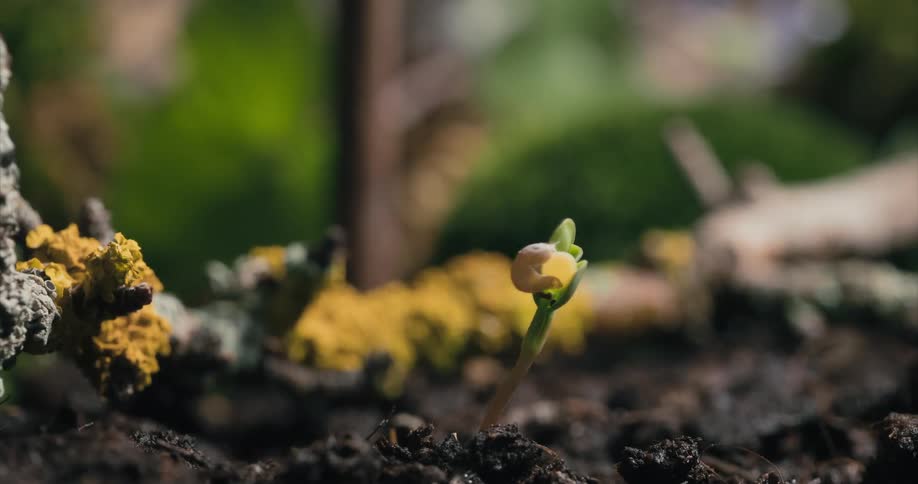 Timelapse view of a seedling growing