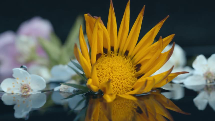 A big yellow flower and white flowers are floating in water and moving in the breeze