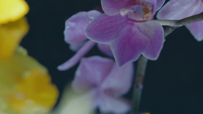 Lavender and yellow flowers reflect on the rippling water