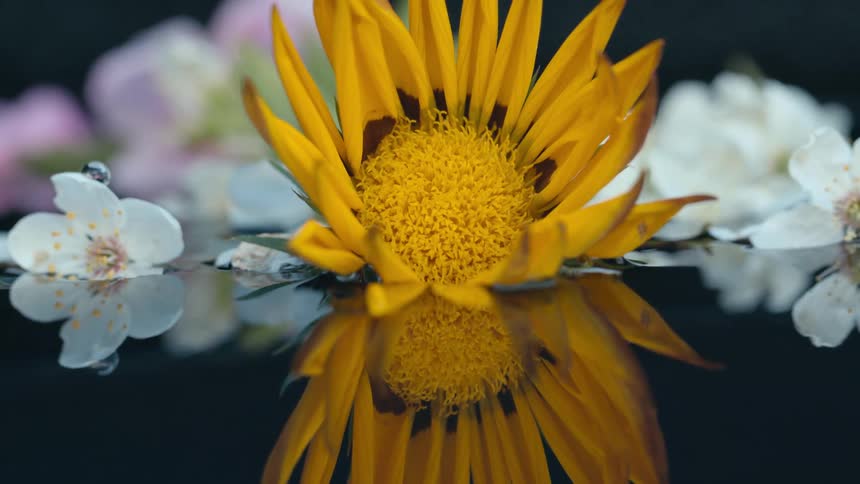 A big yellow flower and white flowers are a reflecting on the rippling water