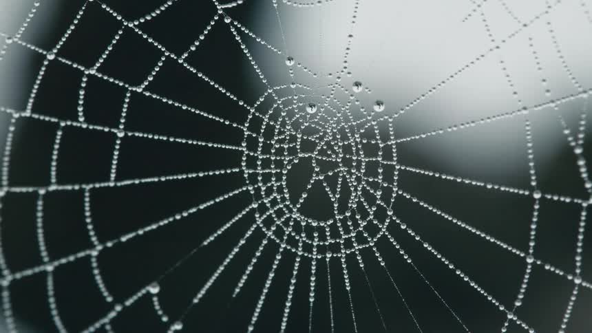 Spider web covered in dew drops sways in the wind