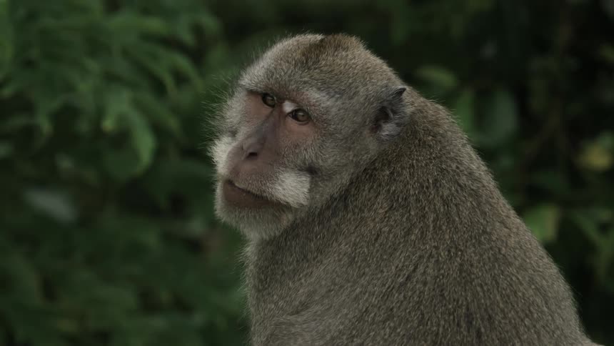 A furry primate remains idle while looking over its shoulder