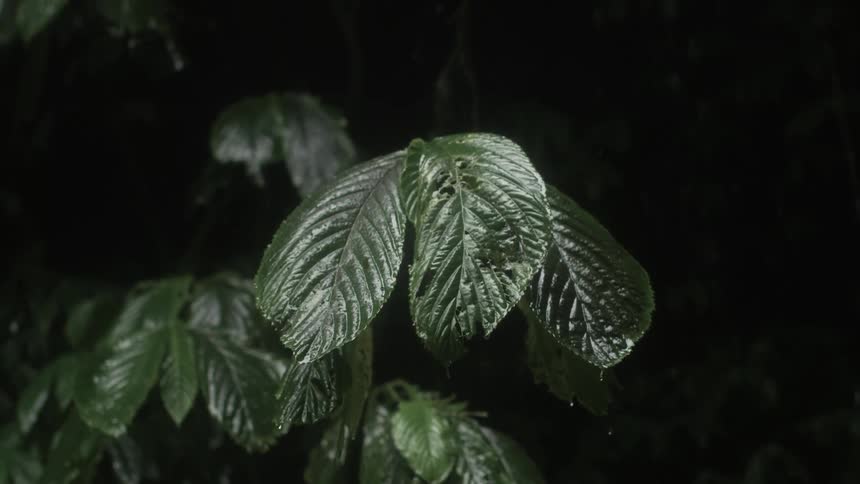 Rain falls on the large leaves of a plant outdoors at night