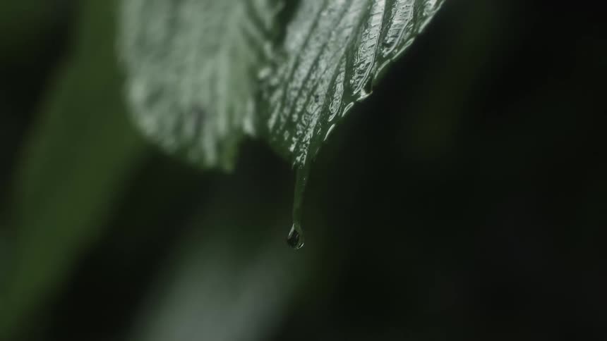 Water drop falling off the tip of a deep green leaf