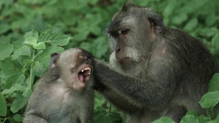 Monkey removing and eating the fleas of a younger one in the jungle
