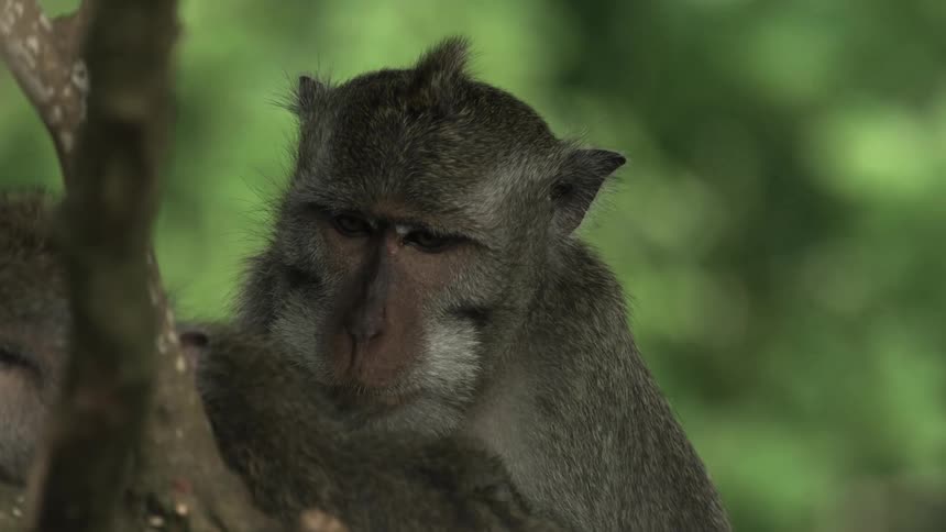 Monkey grooms another as they both sit on branches in tree