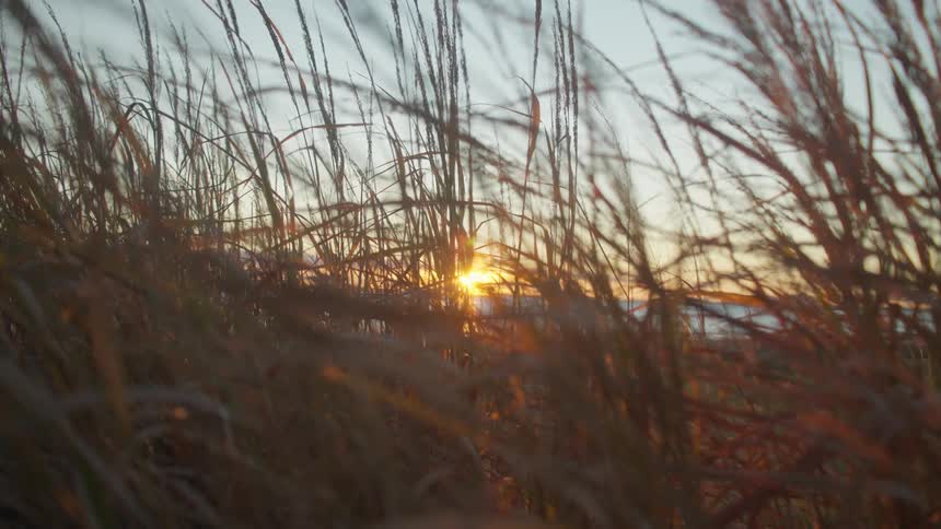 Tall grass and plants move in the breeze as the bright sunlight shines through them
