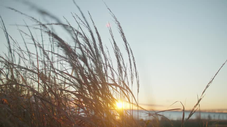 Tall grass and plants move in the breeze as the sun shines brightly in the distance