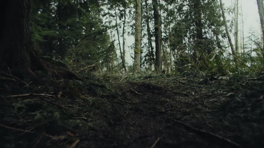 Forest stands on uneven sloping ground