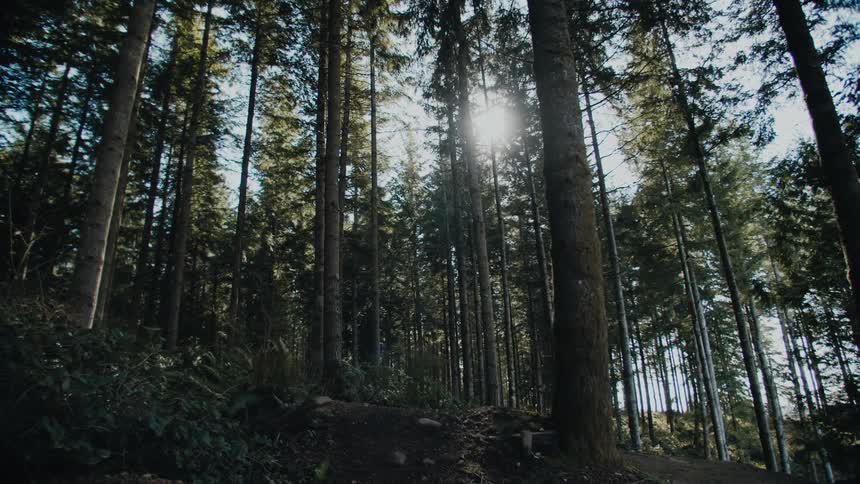 The sun is shining into the forest