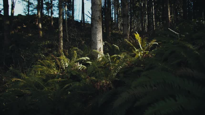 The forest is covered in shade
