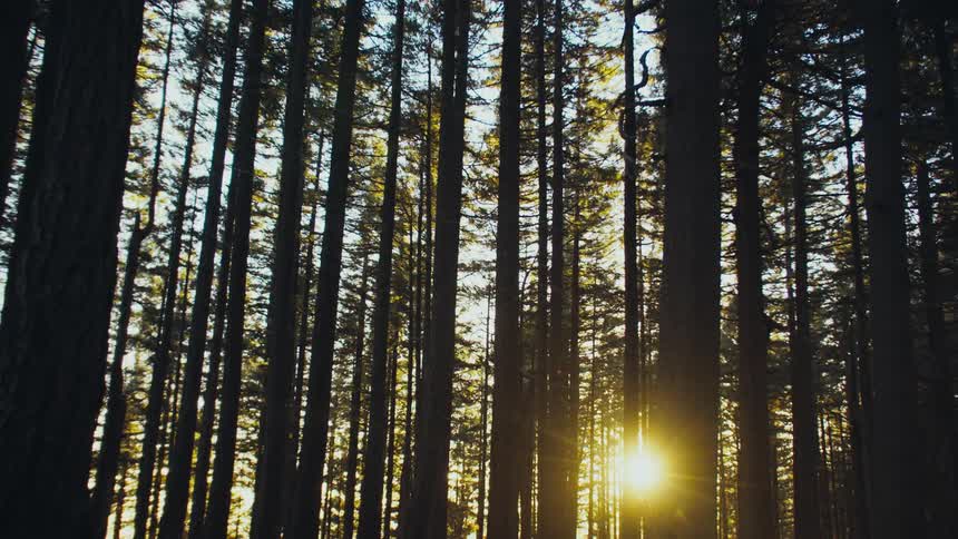 Tree branches and leaves in the wind as the sun shines through the forest