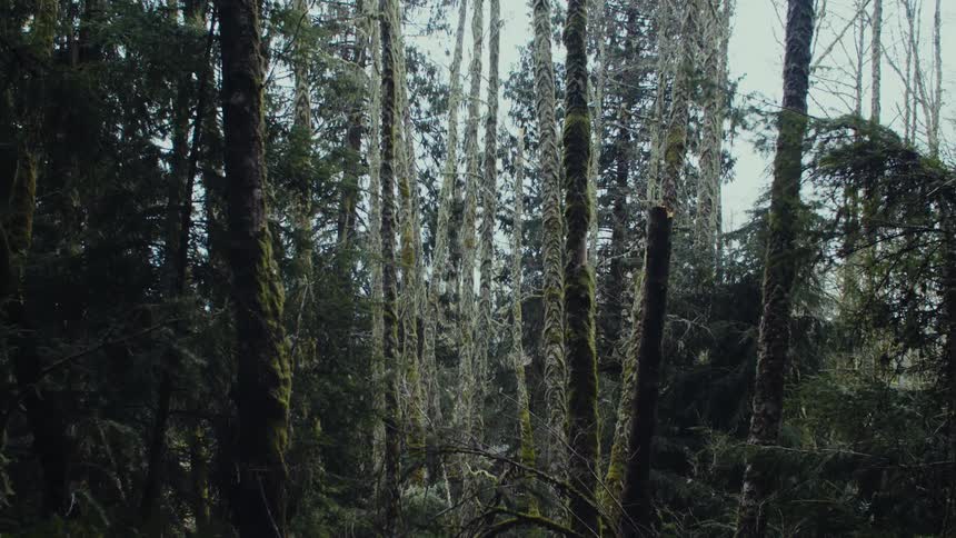 Trees in a forest and plants moving in the breeze