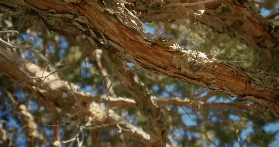 A damaged tree branch hangs below a fully bloomed branch on a tree